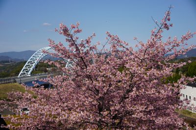 『桜と新西海橋』