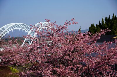 『桜と新西海橋』
