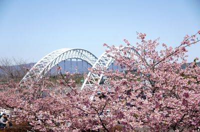 『桜と新西海橋』