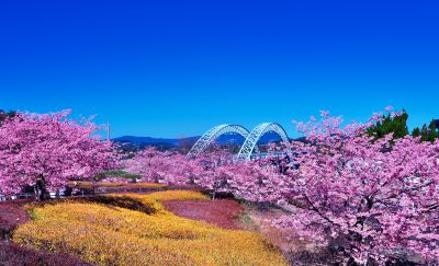 『新西海橋と桜　その１』