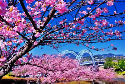 『新西海橋と桜　その２』