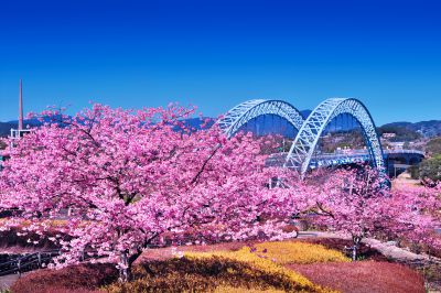 『新西海橋と桜　その３』