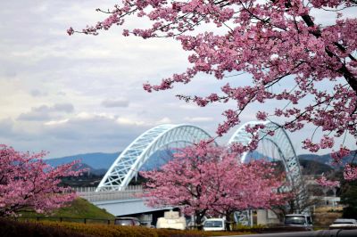 『桜で祝う新西海橋２０周年』