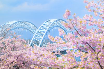 『橋のふもとに舞う春』