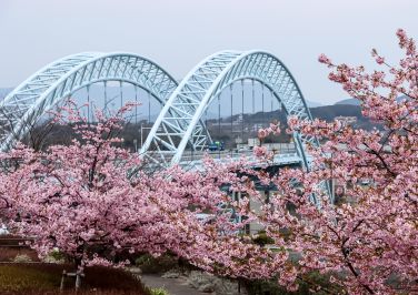 『新西海橋と河津桜』